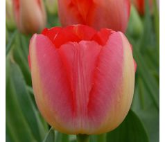 Tulipa - Judith Leyster