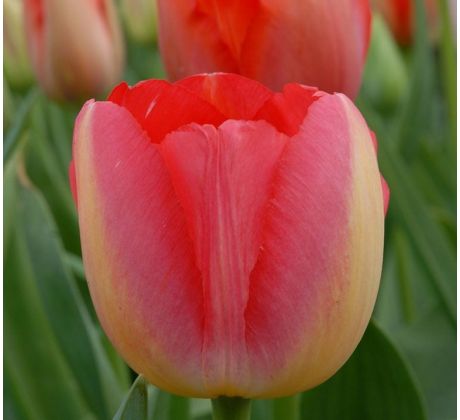 Tulipa - Judith Leyster