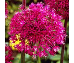 Allium stipitatum