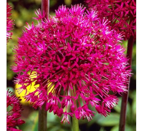 Allium stipitatum
