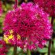 Allium stipitatum