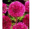 Allium stipitatum