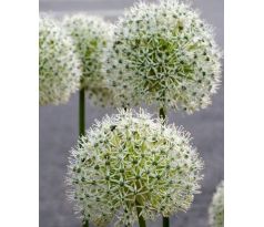 Allium stipitatum - White Giant