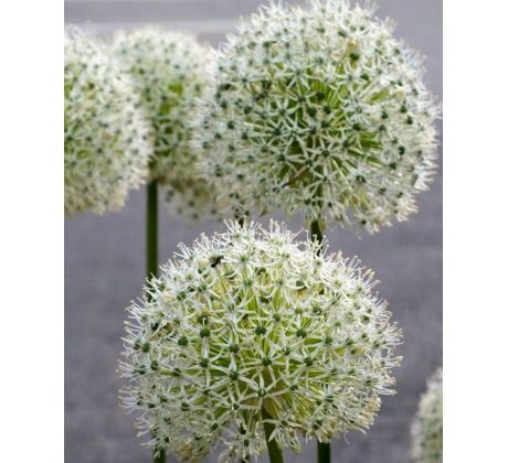Allium stipitatum - White Giant