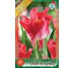 Tulipa - Crown of Dynasty