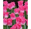 Tulipa - Crown of Dynasty