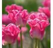 Tulipa - Crown of Dynasty