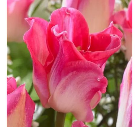 Tulipa - Crown of Dynasty