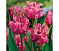 Tulipa - Picture