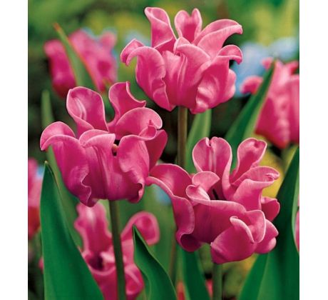Tulipa - Picture