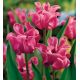 Tulipa - Picture