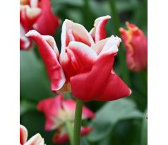 Tulipa - Elegant Crown