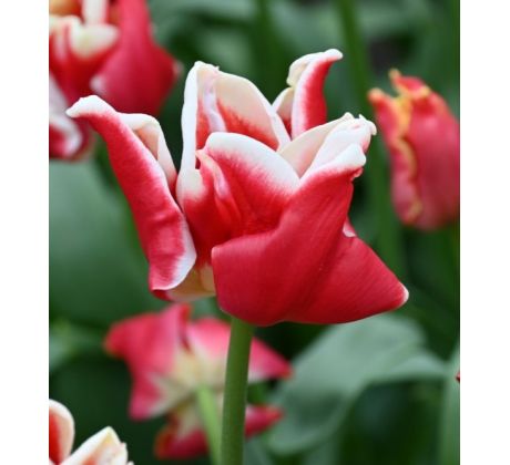 Tulipa - Elegant Crown
