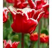 Tulipa - Elegant Crown