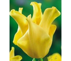 Tulipa - Yellow Crown