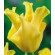 Tulipa - Yellow Crown