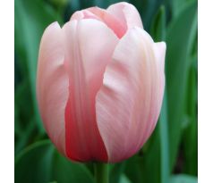 Tulipa - Salmon van Eijk