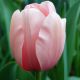 Tulipa - Salmon van Eijk
