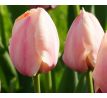Tulipa - Salmon van Eijk