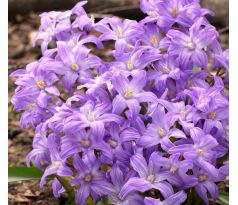 Chionodoxa Violet Beauty