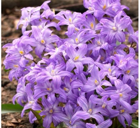 Chionodoxa Violet Beauty