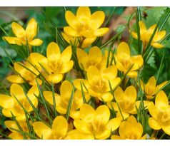 Crocus chrys. - Dorothy