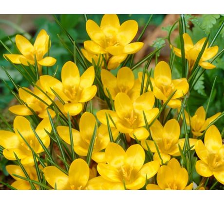 Crocus chrys. - Dorothy
