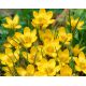 Crocus chrys. - Dorothy