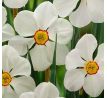 Narcissus poeticus Actaea/ 1ks