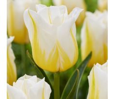 Tulipa - Flaming Agrass