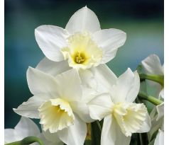 Narcissus - Tresamble