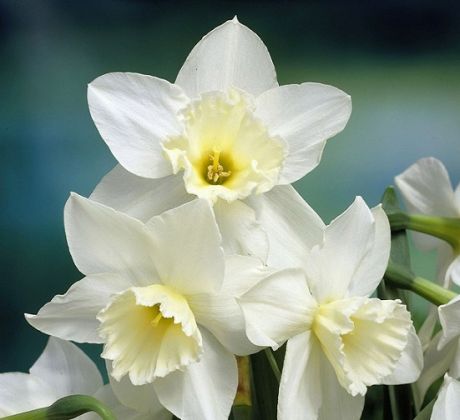 Narcissus - Tresamble