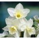 Narcissus - Tresamble