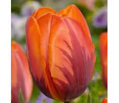 Tulipa - Princess Irene