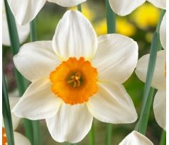 Narcissus - Sempre Avanti