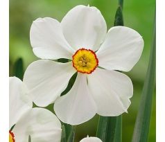 Narcissus poeticus Actaea/ 1ks