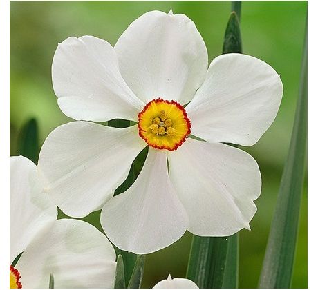 Narcissus poeticus Actaea/ 1ks