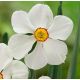Narcissus poeticus Actaea/ 1ks