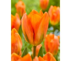 Tulipa - Orange Marmelade