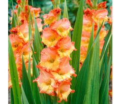 Gladiolus - Princess Margaret Rose
