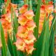 Gladiolus - Princess Margaret Rose