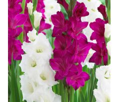 Gladiolus - Duo Purple & White