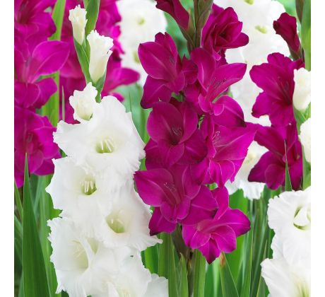 Gladiolus - Duo Purple & White