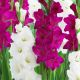 Gladiolus - Duo Purple & White