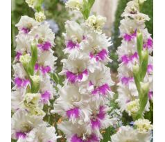 Gladiolus - Violet Heart