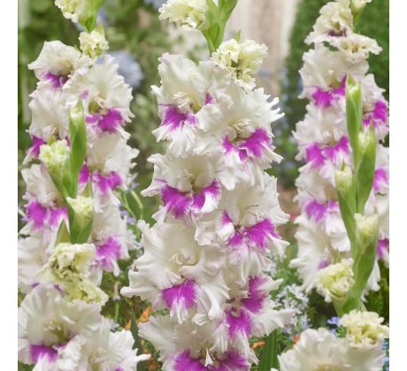 Gladiolus - Violet Heart