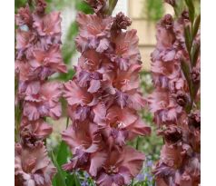 Gladiolus - Rusty Chestnut