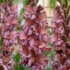 Gladiolus - Rusty Chestnut