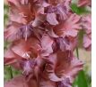 Gladiolus - Rusty Chestnut