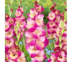 Gladiolus - Apricot Bubblegum